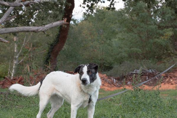 Kira Mix Pastorina Dolcissima